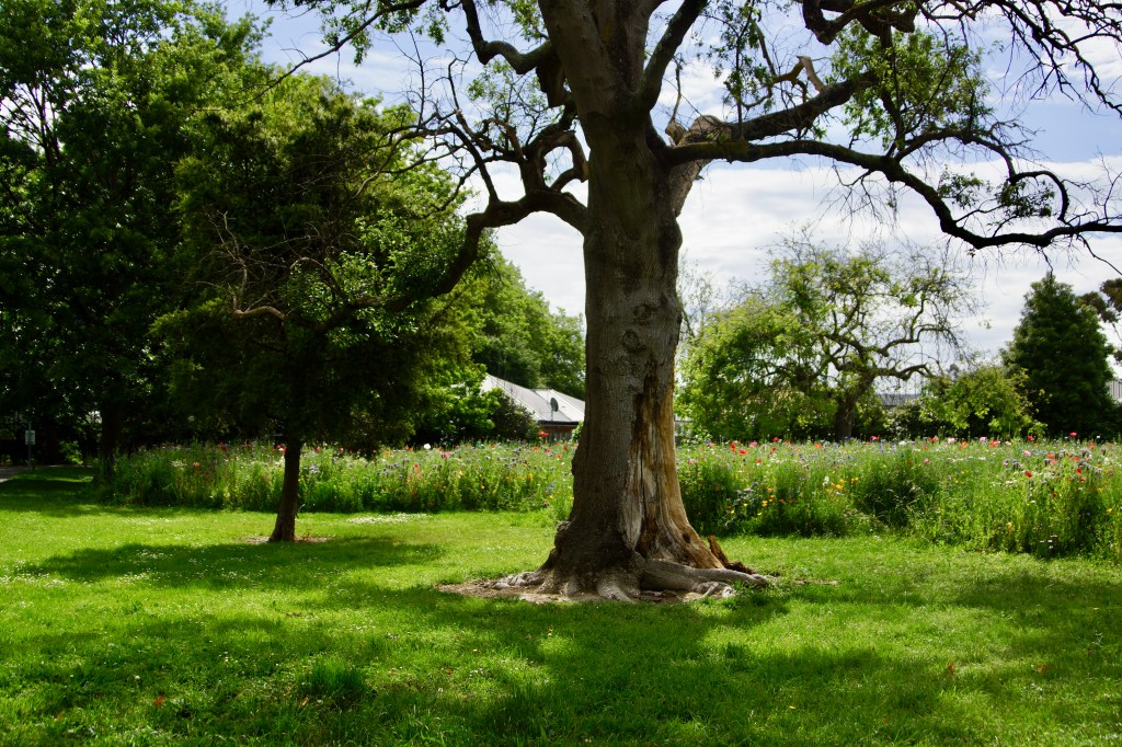 A large tree stands in the foreground with smaller trees and extensive wildflowers in a park behind it, under a partly cloudy sky.