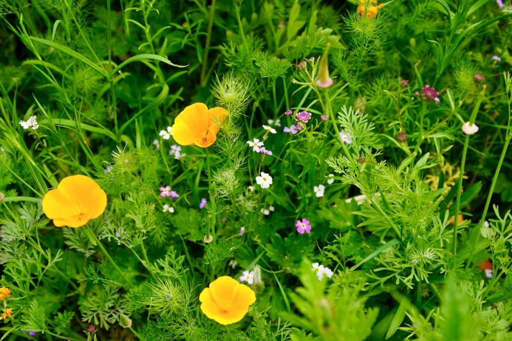 Close-up view of vibrant yellow wildflowers among lush green foliage and various small flowers in Ferrymead Reserve.