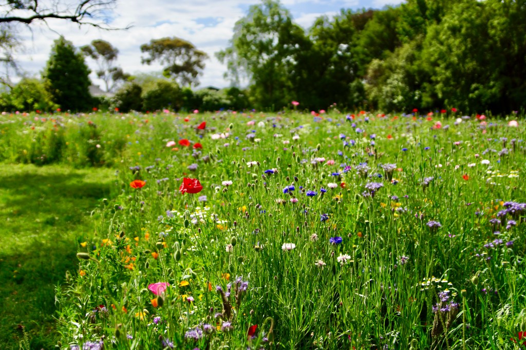 Wildflowers in Linwood&nbsp;Park