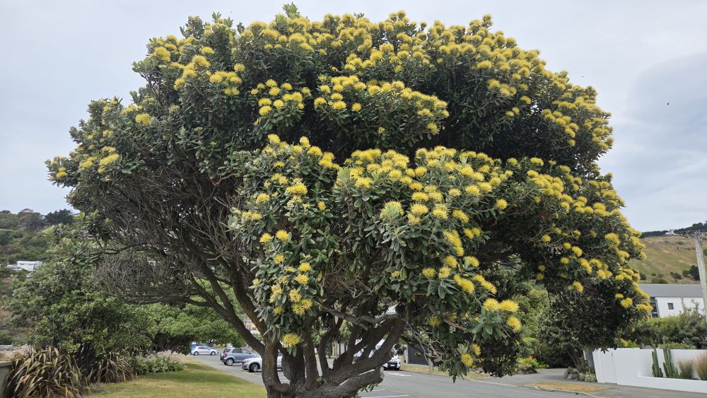 Yellow Pohutakawa Tree in&nbsp;Sumner
