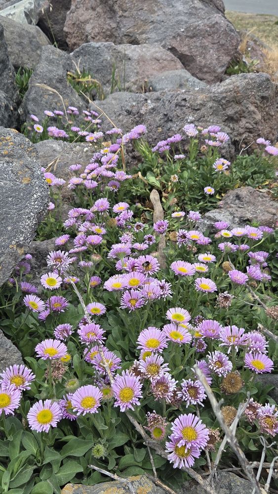 Flowers at Sumner by the Esplanade