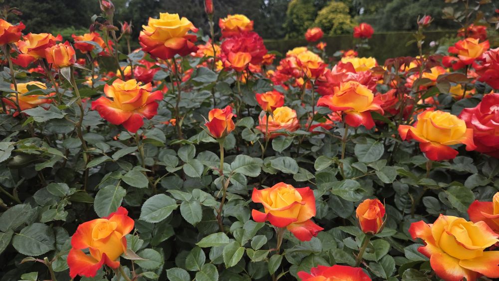 Renegade Rose at the Botanic Gardens