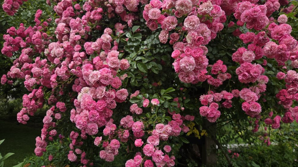 Dorothy Perkins Rose in the Botanic Gardens