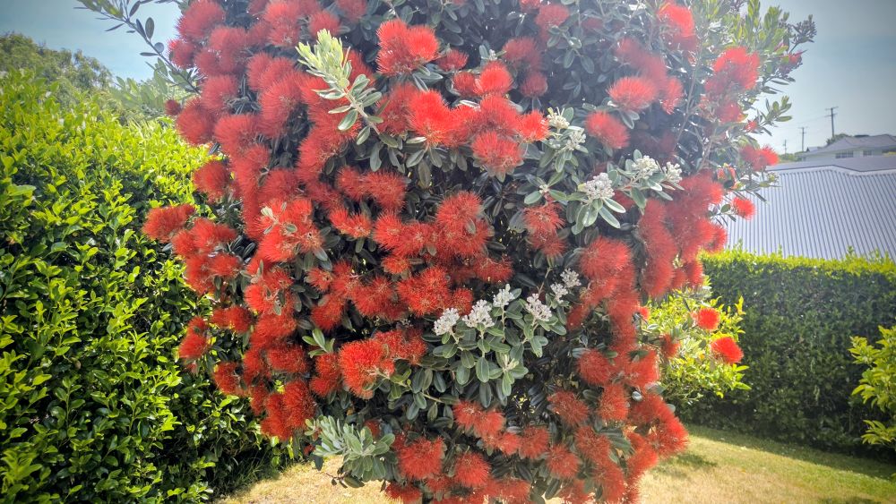 Pohutakawa in Mt&nbsp;Pleasant