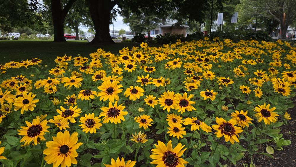 Black-eyed Susan Flowers in Victoria&nbsp;Square