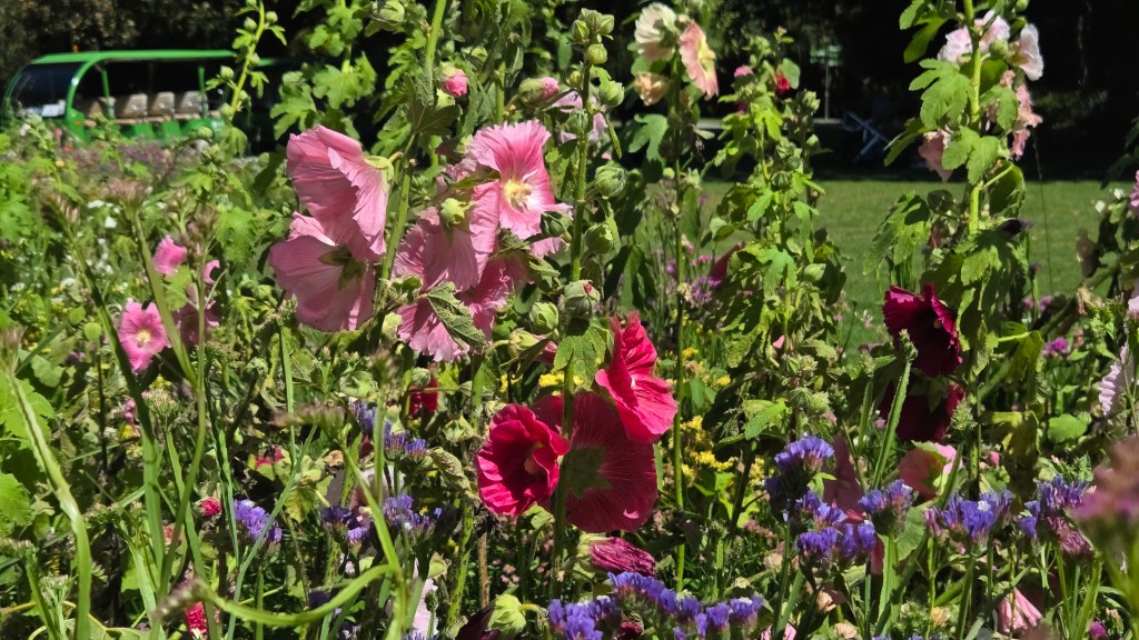 Hollyhocks at the Botanic&nbsp;Gardens