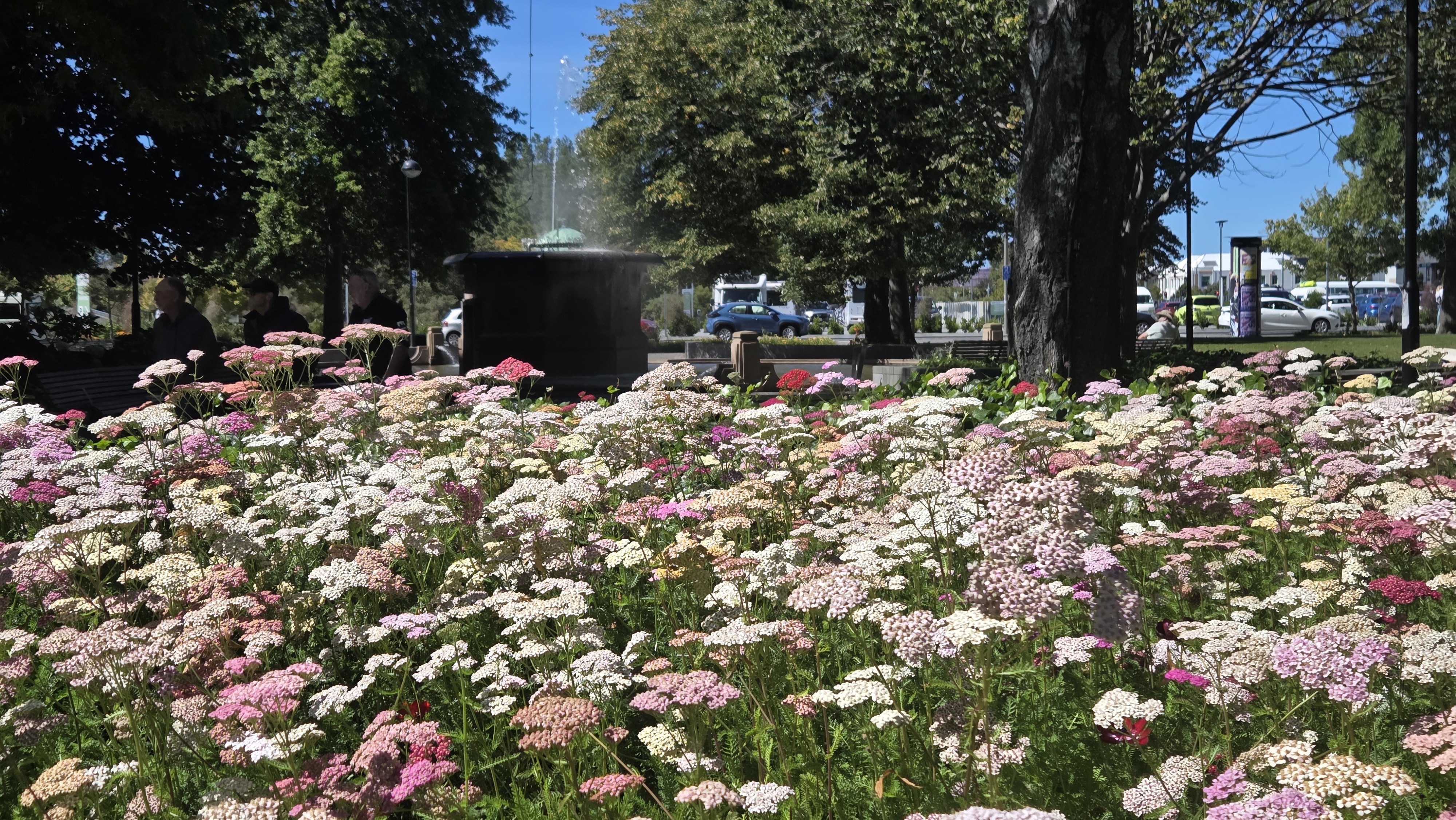 A vibrant flower garden featuring a mix of pink and white blooms, with a fountain visible in the background and people seated nearby.
