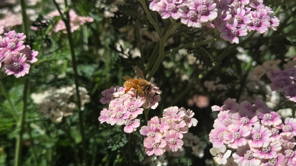A bee collecting pollen from pink flowers in a garden.