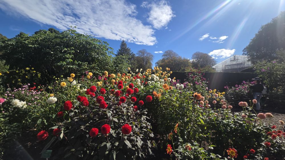 Dahlia border at the Botanic Gardens
