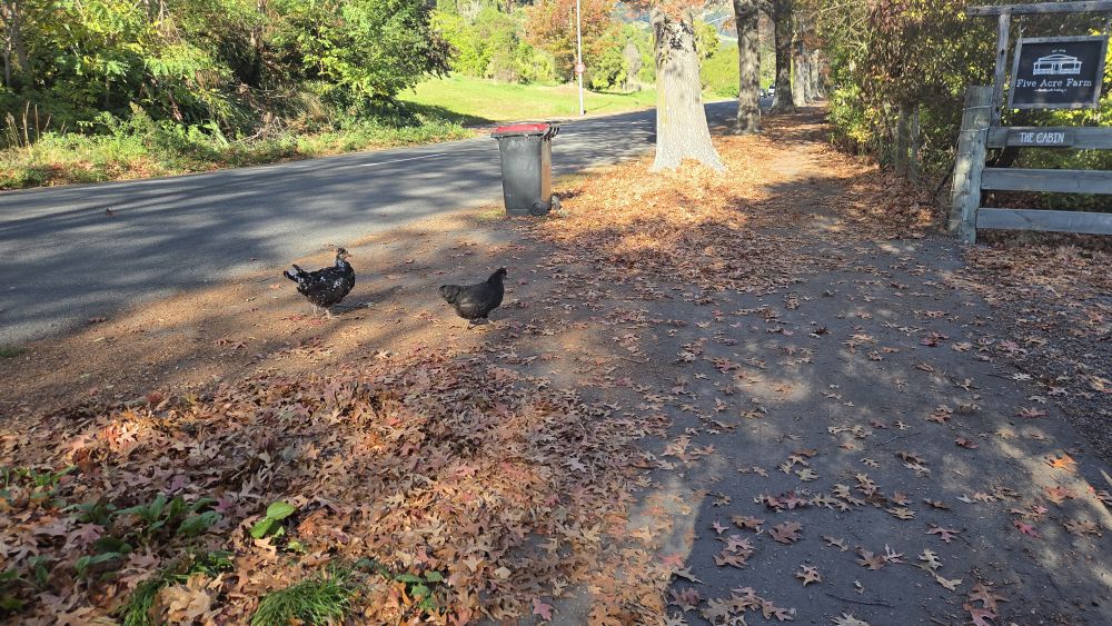 Very free range chickens on Bridle Path&nbsp;Road