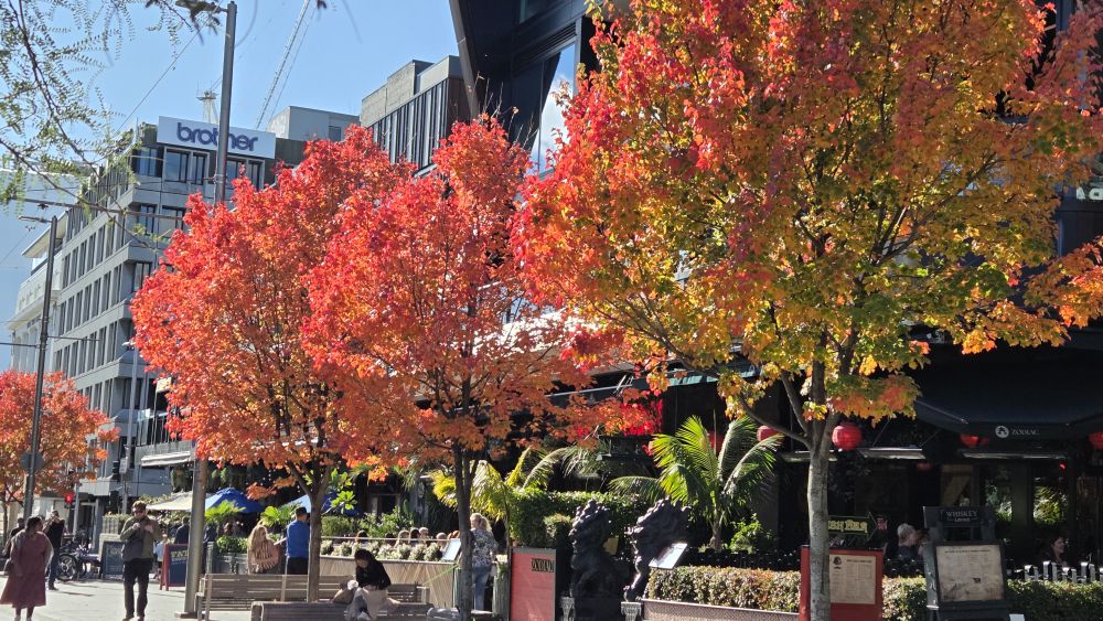 Autumnal trees on Oxford&nbsp;Terrace