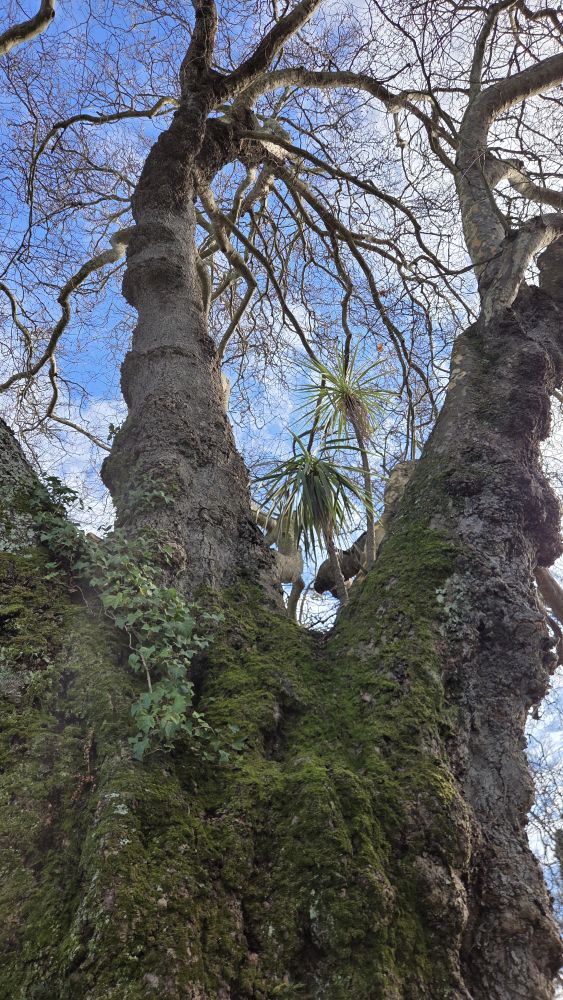 Cabbage tree growing within another&nbsp;tree