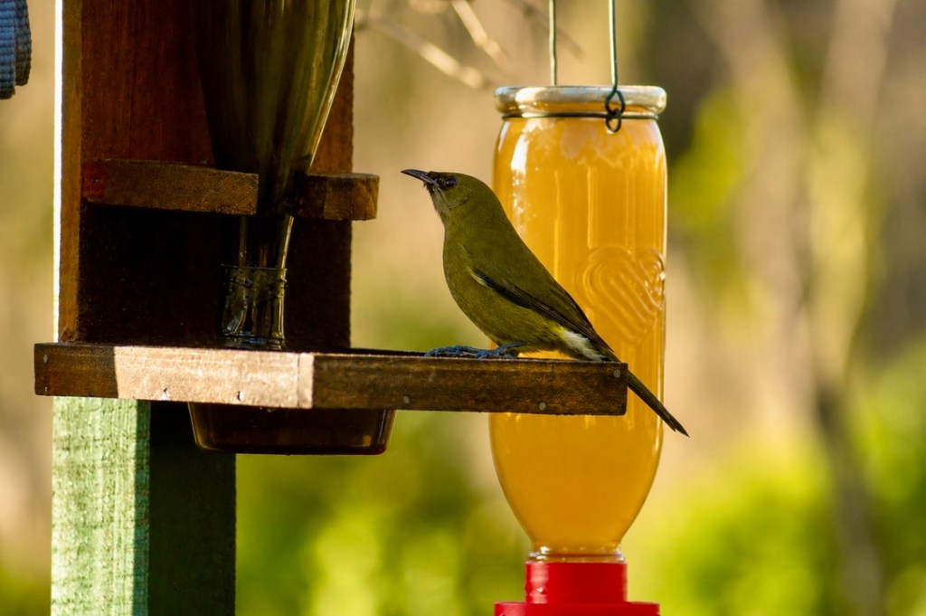 Bellbird and Waxeyes at my Nectar&nbsp;Feeders