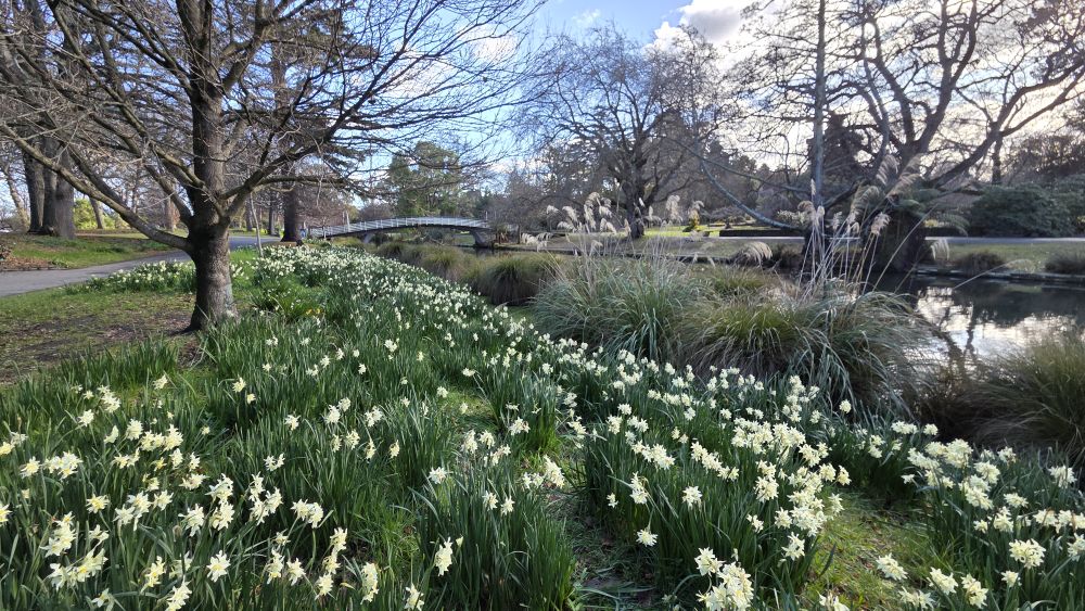 Daffodil woodland, Botanic&nbsp;Gardens