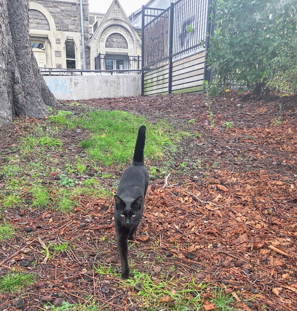 It’s Chase! The celebrity black cat of central&nbsp;Christchurch