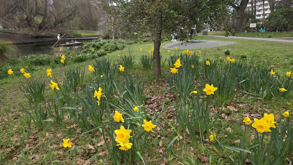 Daffodils in the Daffodil&nbsp;Woodland